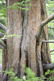 《暖雪》免费DLC“烬梦”正式上线 引入新剧情新玩法